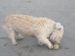 Jinty,glen of imaal terrier teefje, heeft last van zweren in haar mond en stijfheid. Ze krijgt daarvoor oa acupunctuur.